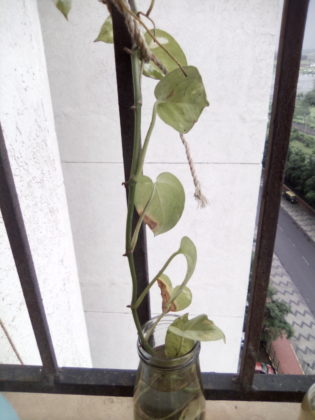Chuwi HiPad LTE camera sample 02