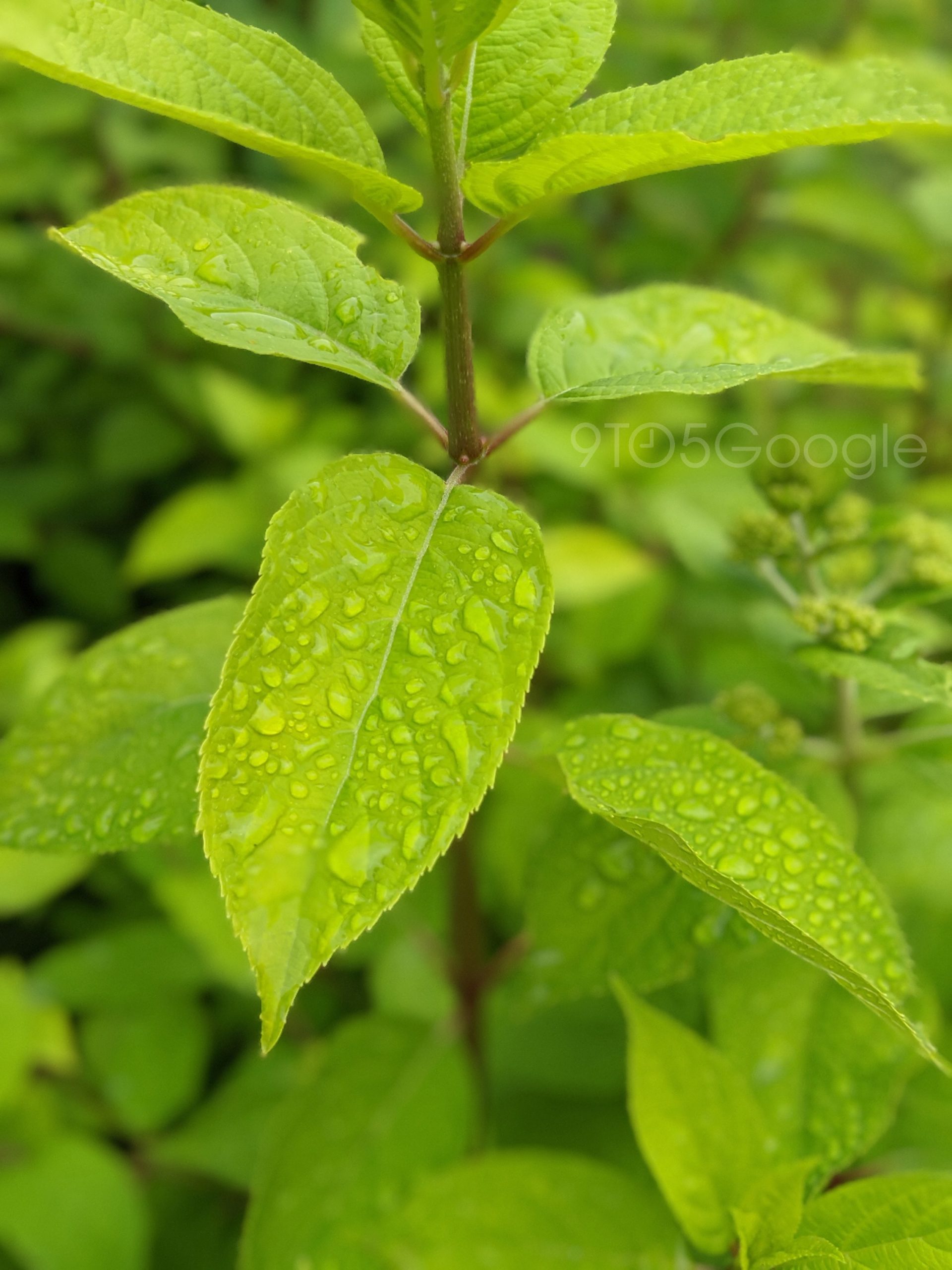 Google Pixel 4 camera samples boast of its exceptional Photography ...