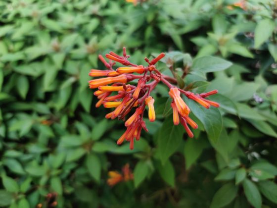 OnePlus 7T Camera Sample 5