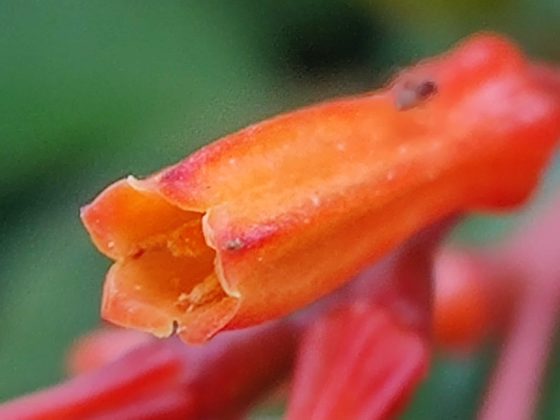 OnePlus 7T Camera Sample Macro 5b