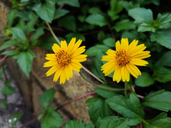 OnePlus 7T Camera Sample 4