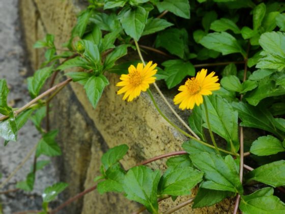 OnePlus 7T Camera Sample Portrait Mode 3