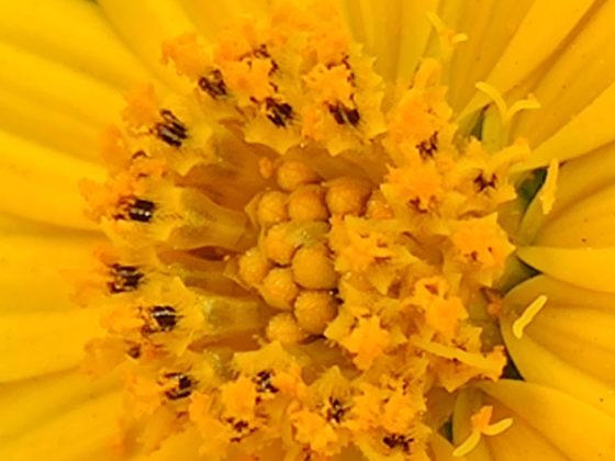 OnePlus 7T Camera Sample 4a