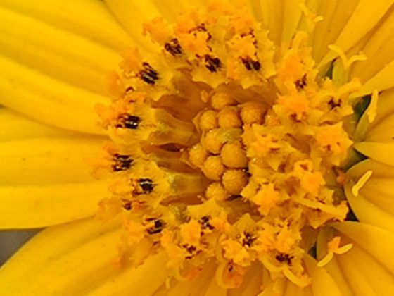 OnePlus 7T Camera Sample 4b