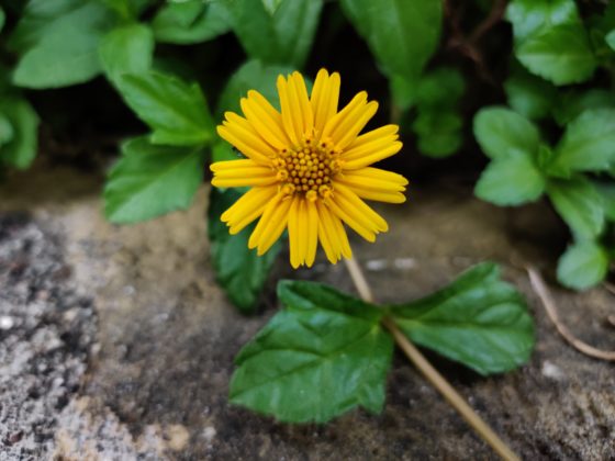 OnePlus 7T Camera Sample 3