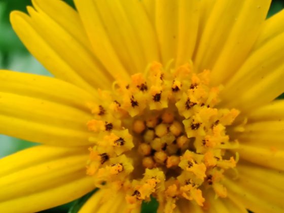 OnePlus 7T Camera Sample Macro 3b