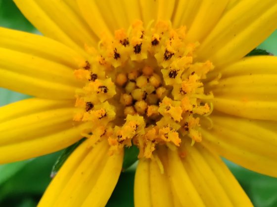 OnePlus 7T Camera Sample Macro 3a