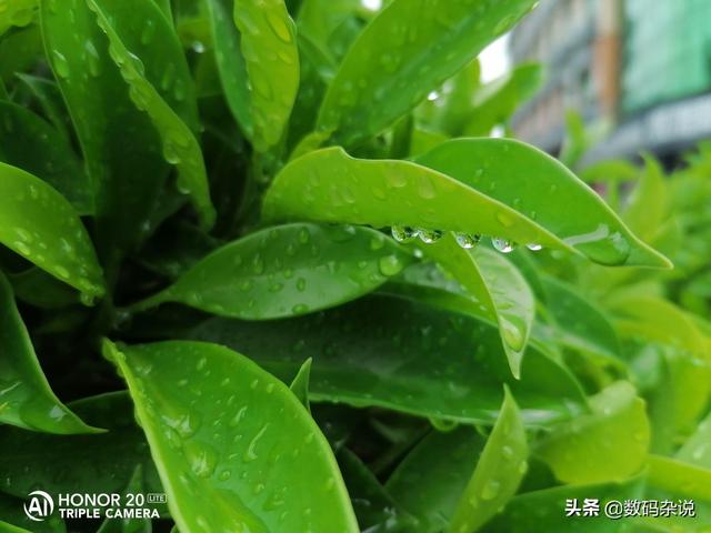 Honor 20 Lite (China) camera sample