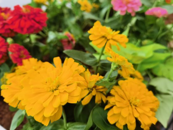 Huawei P40 Pro -normal-color-2