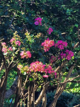 10x-flower ai recognition