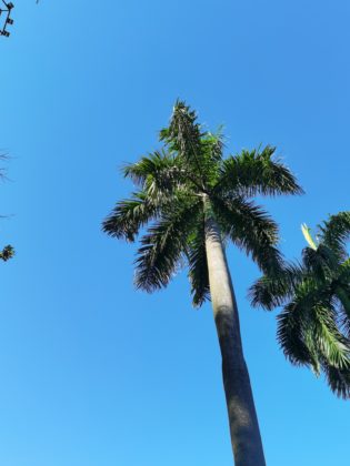 Huawei P40 Pro Plus camera sample