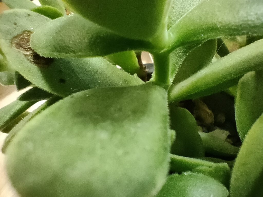 macro-2
