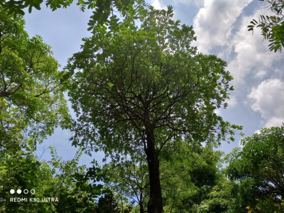 Redmi K30 Ultra Camera Sample