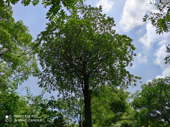 Redmi K30 Pro Camera Sample