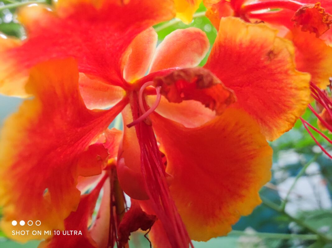 Xiaomi Mi 10 Ultra 1x macro (45)