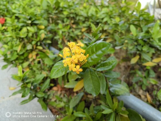 Mate 40 Pro main camera