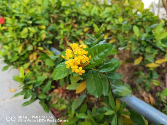 P40 Pro Plus Main Cam (3)