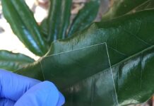 Future smartphones may host displays made of transparent wood material