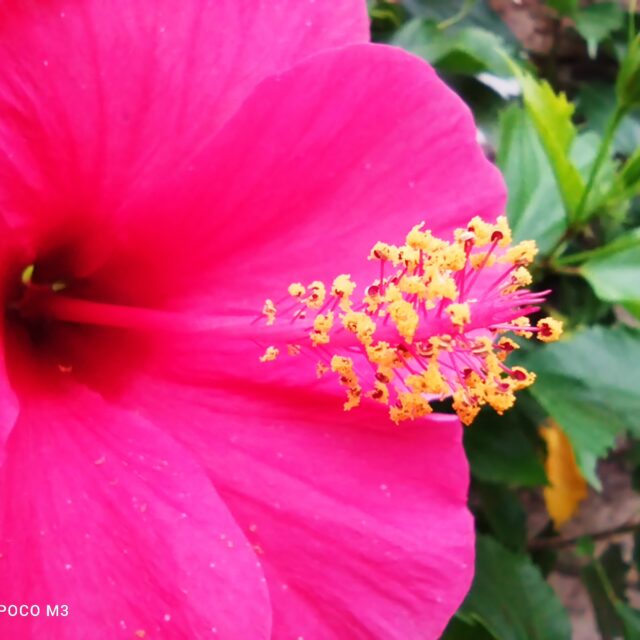 POCO M3 Macro (2)
