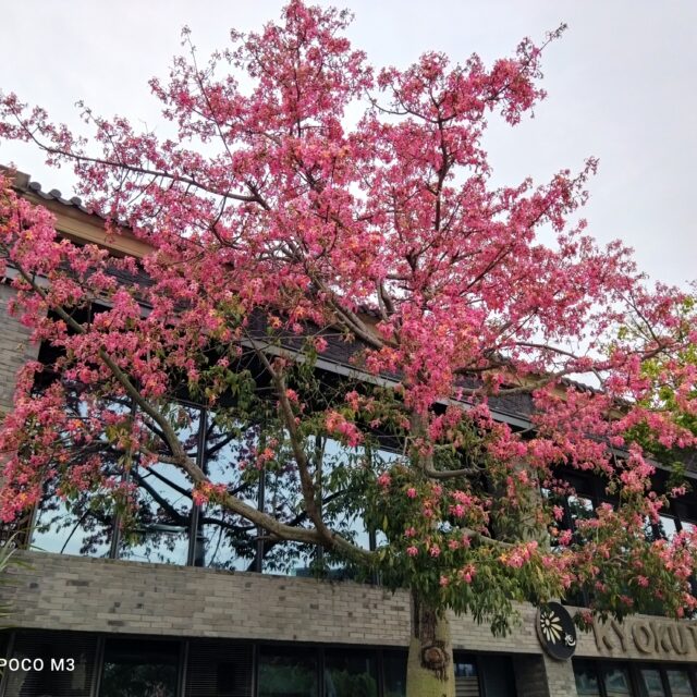 POCO M3 Main Camera (5)