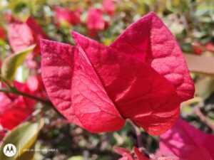 Moto Edge S Macro_20210220_095210012