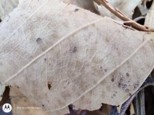 Moto Edge S Macro_20210220_095946158