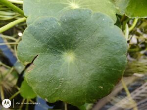 Moto Edge S Macro_20210220_101332386