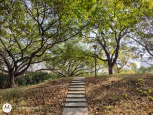 Moto Edge S Main_20210220_095031862_HDR