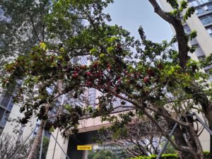 Realme GT Main Daylight (4)