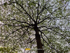 Realme GT Main Daylight (6)