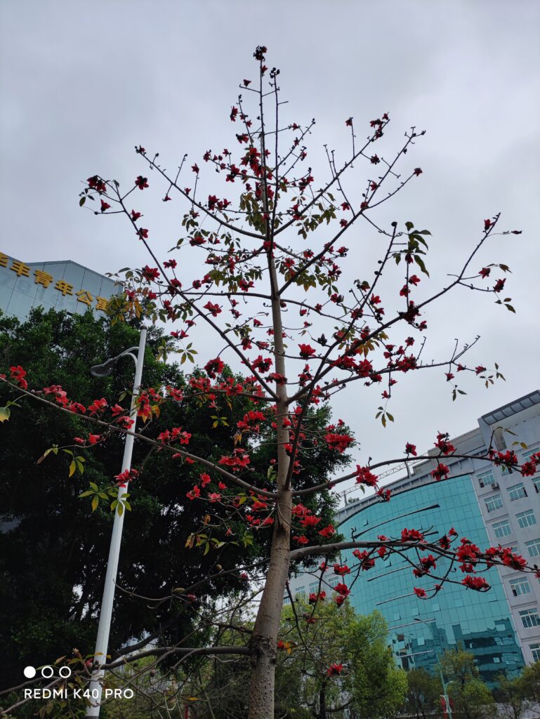 Redmi K40 Pro Standard 06