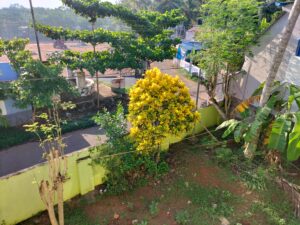 OPPO F19 Camera Sample