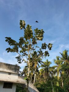 OPPO F19 Camera Sample