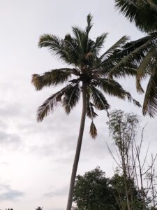 OPPO F19 Camera Sample