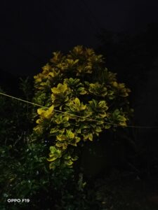OPPO F19 Night Camera Sample