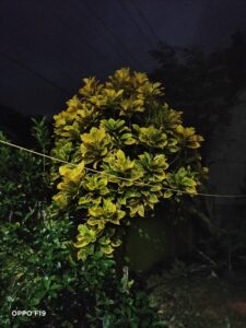 OPPO F19 Night Camera Sample
