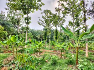 OPPO F19 Camera Sample