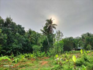 OPPO F19 Camera Sample