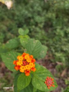 OPPO F19 Camera Sample