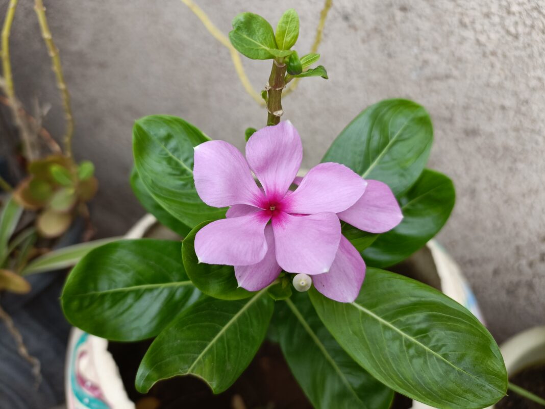 OPPO Reno 6 Pro 5G Camera Sample Flower 01 GizmoChina