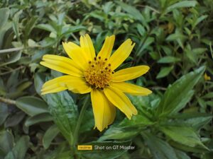 Realme GT Master Explorer Macro