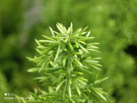 Mi 11 Lite NE Macro (2)