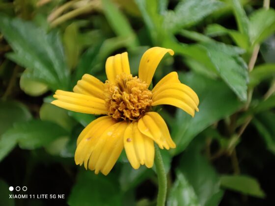 Mi 11 Lite NE Macro (3)