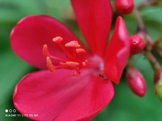 Mi 11 Lite NE Macro (4)