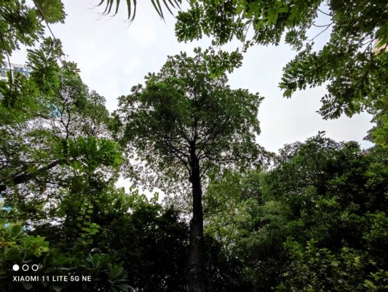 Mi 11 Lite NE UW (2)