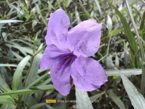 Realme GT Neo2 macro (1)