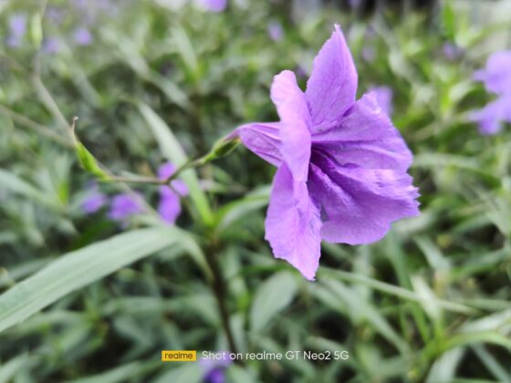 Realme GT Neo2 main (5)