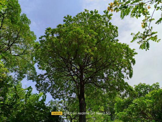 Realme GT Neo2 main (9)