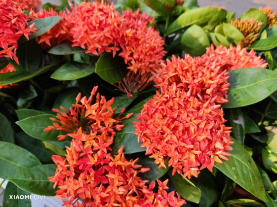 Xiaomi CIVI Main (13)