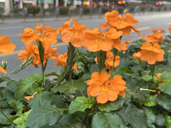 iphone 13 pro 2x (2)